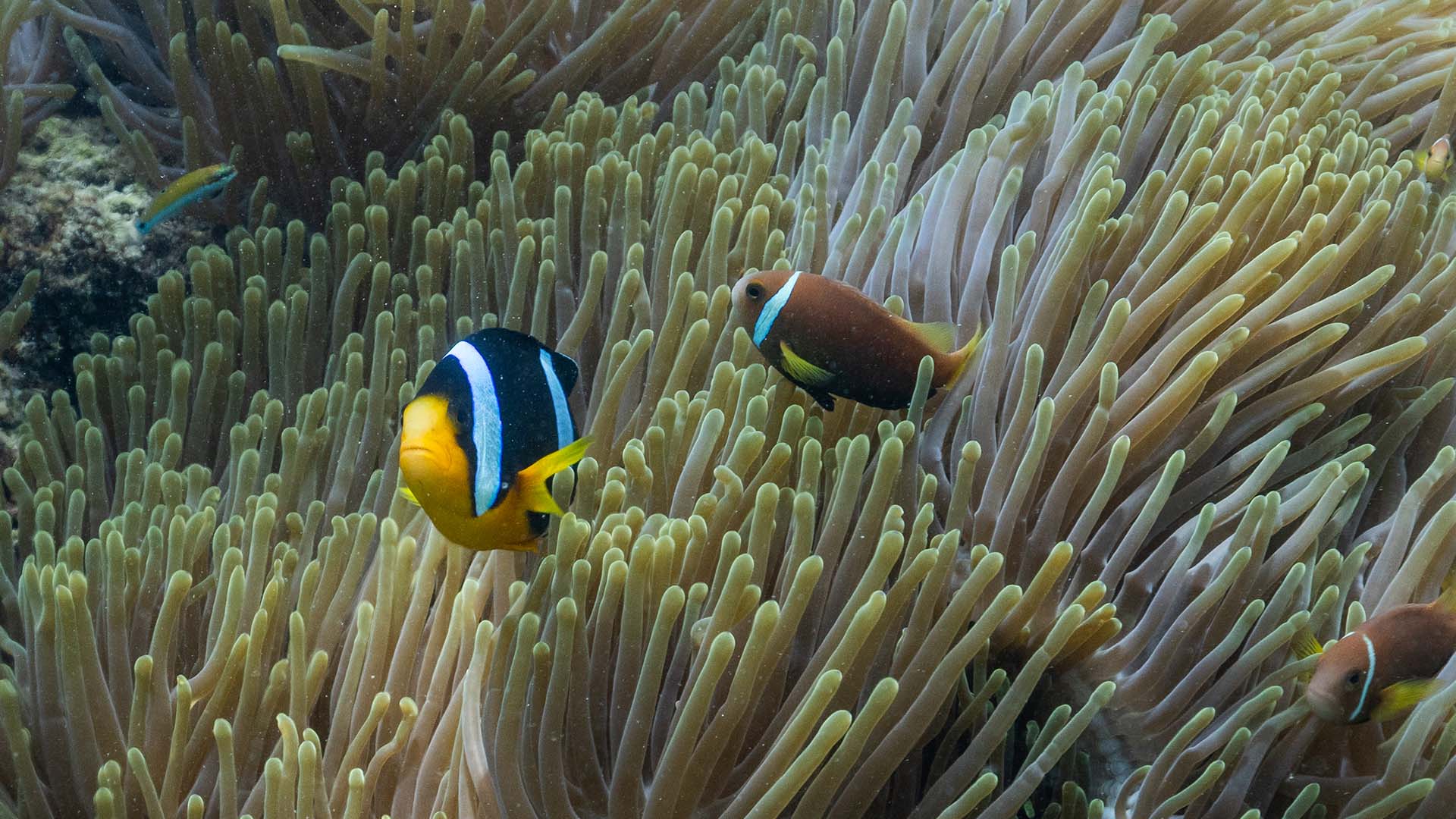 Two clown fish swimming in vibrant coral at Kuda Villingili Maldives